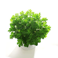 Load image into Gallery viewer, Alchemilla, 1 gal, Lady&#39;s Mantle Gold Strike
