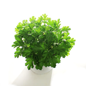 Alchemilla, 1 gal, Lady's Mantle Gold Strike