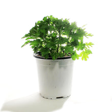 Load image into Gallery viewer, Alchemilla, 1 gal, Lady&#39;s Mantle Gold Strike
