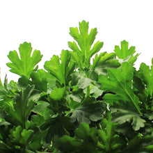 Load image into Gallery viewer, Alchemilla, 1 gal, Lady&#39;s Mantle Gold Strike
