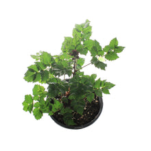 Load image into Gallery viewer, Astilbe, 1 gal, Razzle Dazzle
