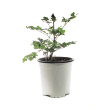 Load image into Gallery viewer, Astilbe, 1 gal, Razzle Dazzle
