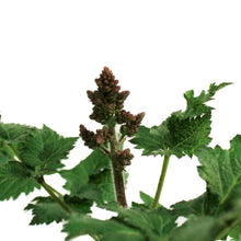 Load image into Gallery viewer, Astilbe, 1 gal, Razzle Dazzle
