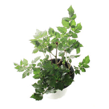 Load image into Gallery viewer, Astilbe, 1 gal, Hot Pearls
