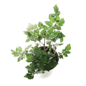 Astilbe, 1 gal, Hot Pearls