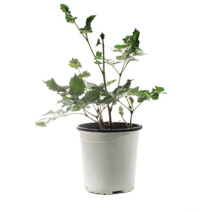Astilbe, 1 gal, Hot Pearls
