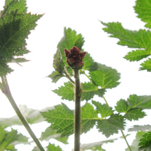 Load image into Gallery viewer, Astilbe, 1 gal, Hot Pearls
