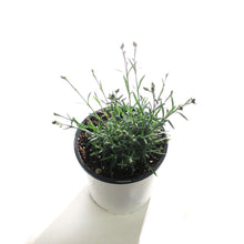 Load image into Gallery viewer, Dianthus, 1 gal, Pink Fire
