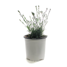 Load image into Gallery viewer, Dianthus, 1 gal, Pink Fire
