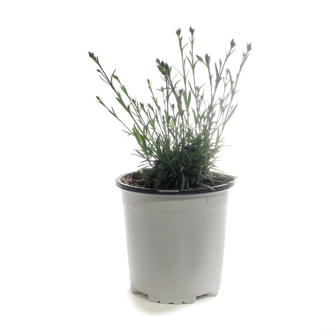 Dianthus, 1 gal, Pink Fire