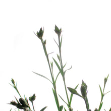 Load image into Gallery viewer, Dianthus, 1 gal, Pink Fire
