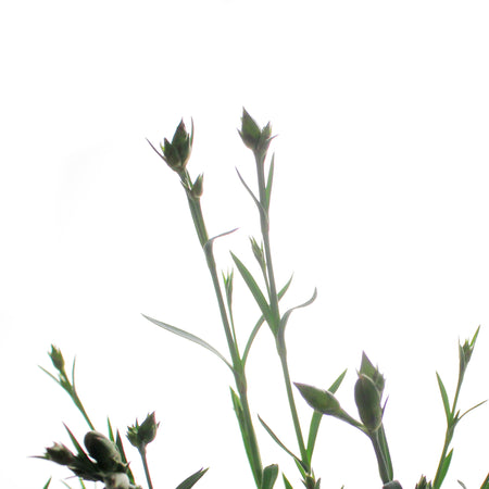 Dianthus, 1 gal, Pink Fire