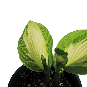 Hosta, 1 gal, Golden Meadows