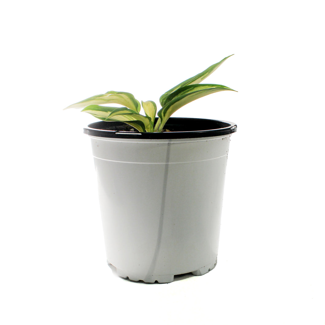 Hosta, 1 gal, High Society