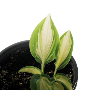 Hosta, 1 gal, High Society