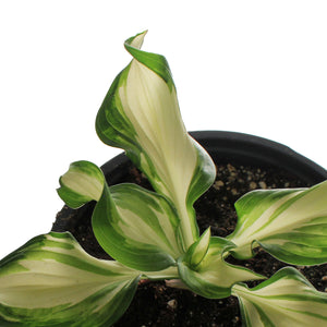 Hosta, 1 gal, Kiwi Spearmint