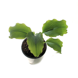 Hosta, 1 gal, Neptune