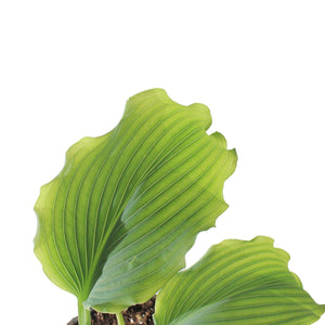 Hosta, 1 gal, Neptune