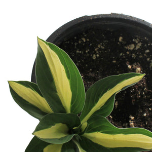 Hosta, 1 gal, Risky Business