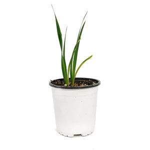 Iris, 1 gal, Sibirica Colonel Mustard