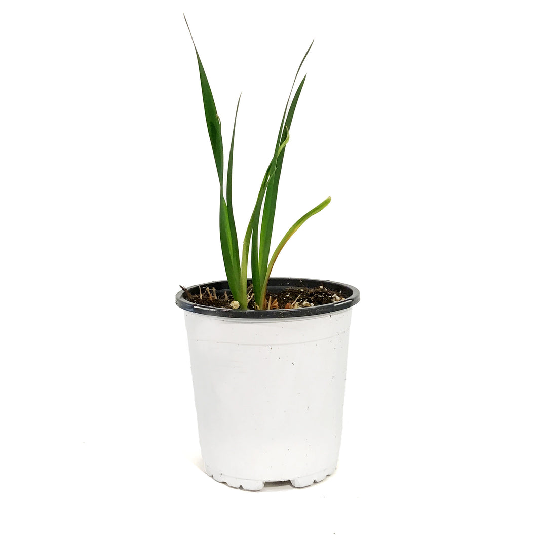 Iris, 1 gal, Sibirica Colonel Mustard