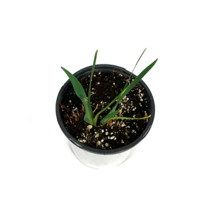 Iris, 1 gal, Sibirica Colonel Mustard