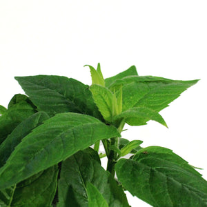 Monarda, 1 gal, Grand Parade