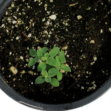 Load image into Gallery viewer, Nepeta, 1 gal, Kitten Around
