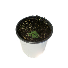 Load image into Gallery viewer, Nepeta, 1 gal, Kitten Around

