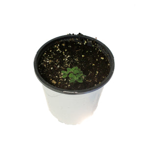 Nepeta, 1 gal, Kitten Around