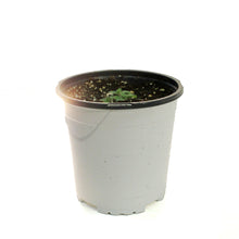 Load image into Gallery viewer, Nepeta, 1 gal, Kitten Around
