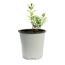 Load image into Gallery viewer, Perovskia, 1 gal, Little Spire

