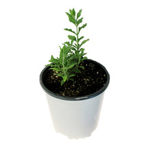 Load image into Gallery viewer, Perovskia, 1 gal, Little Spire
