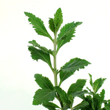 Load image into Gallery viewer, Perovskia, 1 gal, Little Spire
