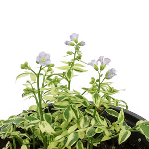 Polemonium, 1 gal, Stairway to Heaven