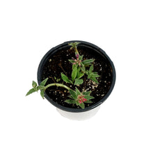 Load image into Gallery viewer, Pulmonaria, 1 gal, Raspberry Frost
