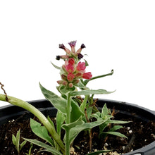 Load image into Gallery viewer, Pulmonaria, 1 gal, Raspberry Frost
