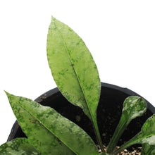 Load image into Gallery viewer, Pulmonaria, 1 gal, Samurai
