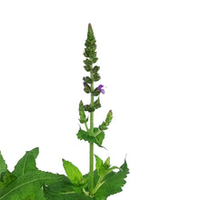 Load image into Gallery viewer, Salvia, 1 gal, May Night
