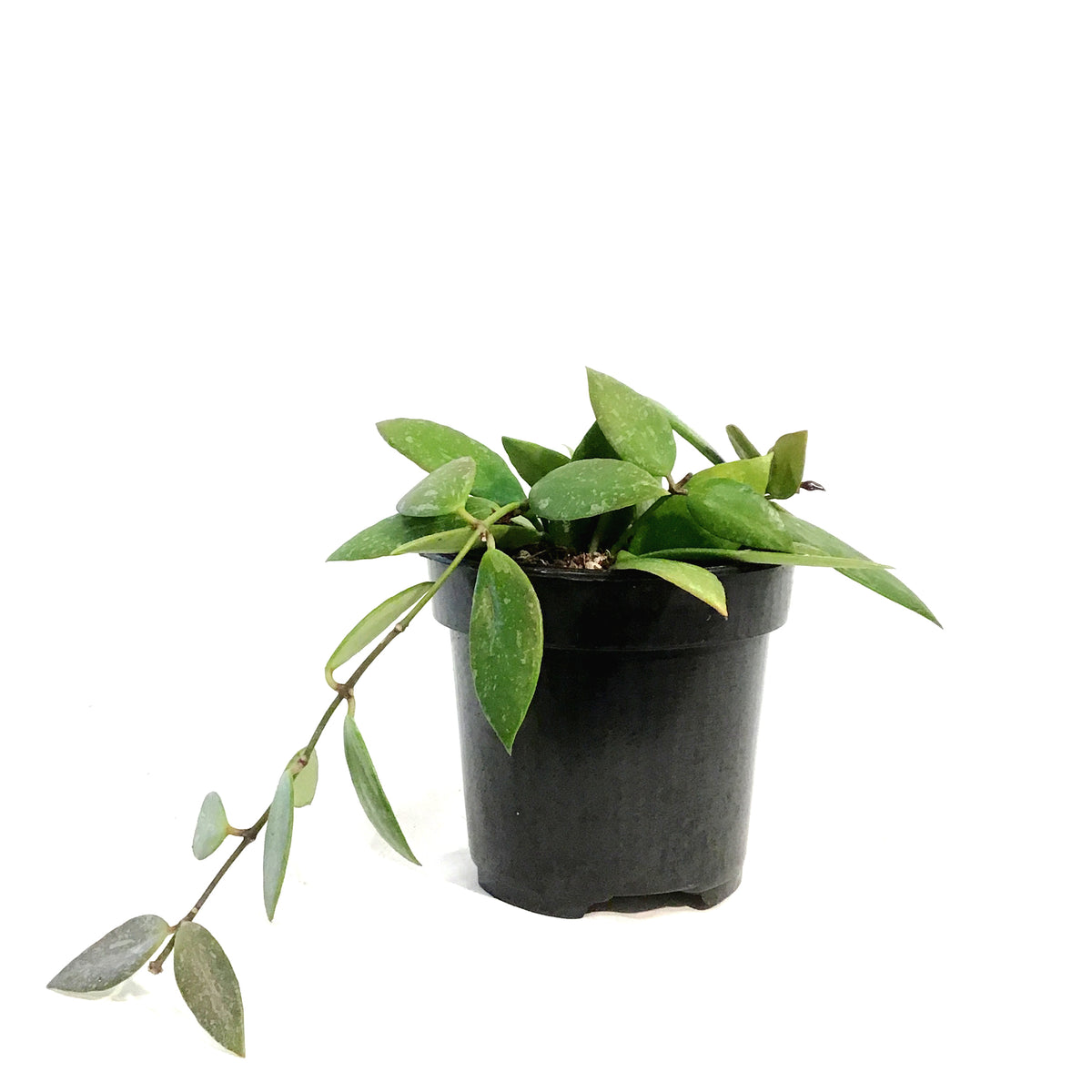 Hoya, 4in, Gracilis (Memoria)