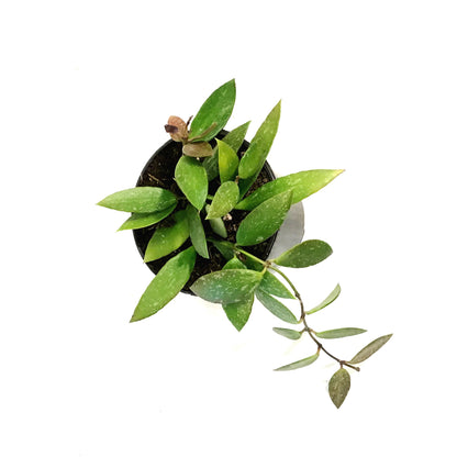 Hoya, 4in, Gracilis (Memoria)