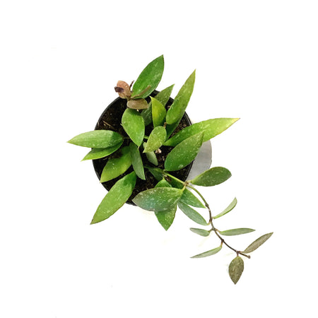 Hoya, 4in, Gracilis (Memoria)