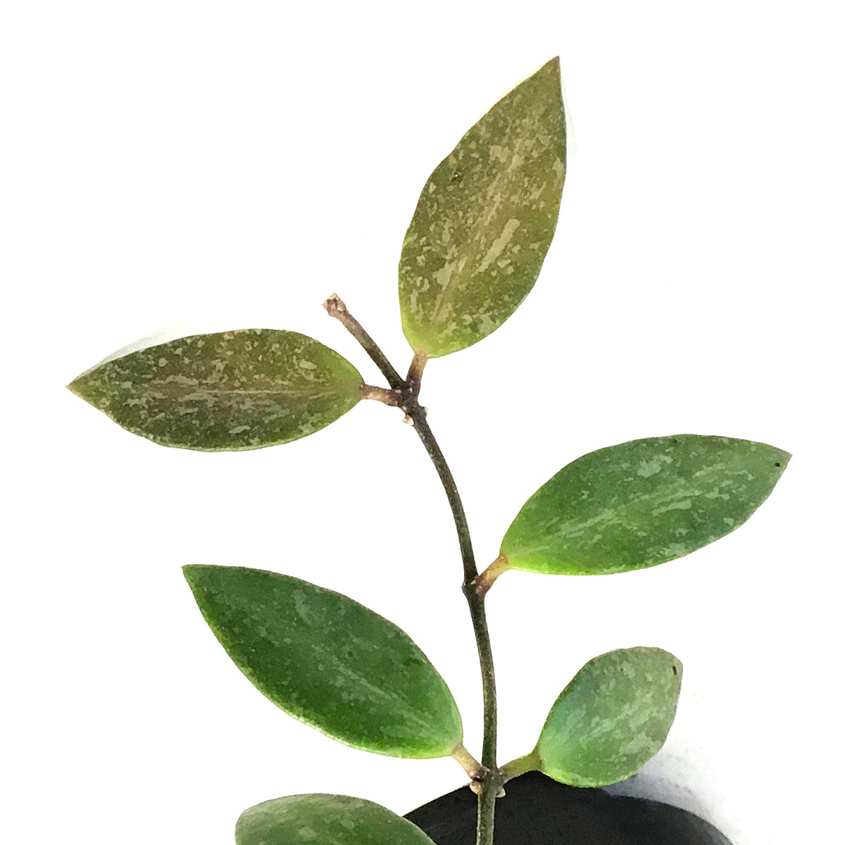 Hoya, 4in, Gracilis (Memoria)