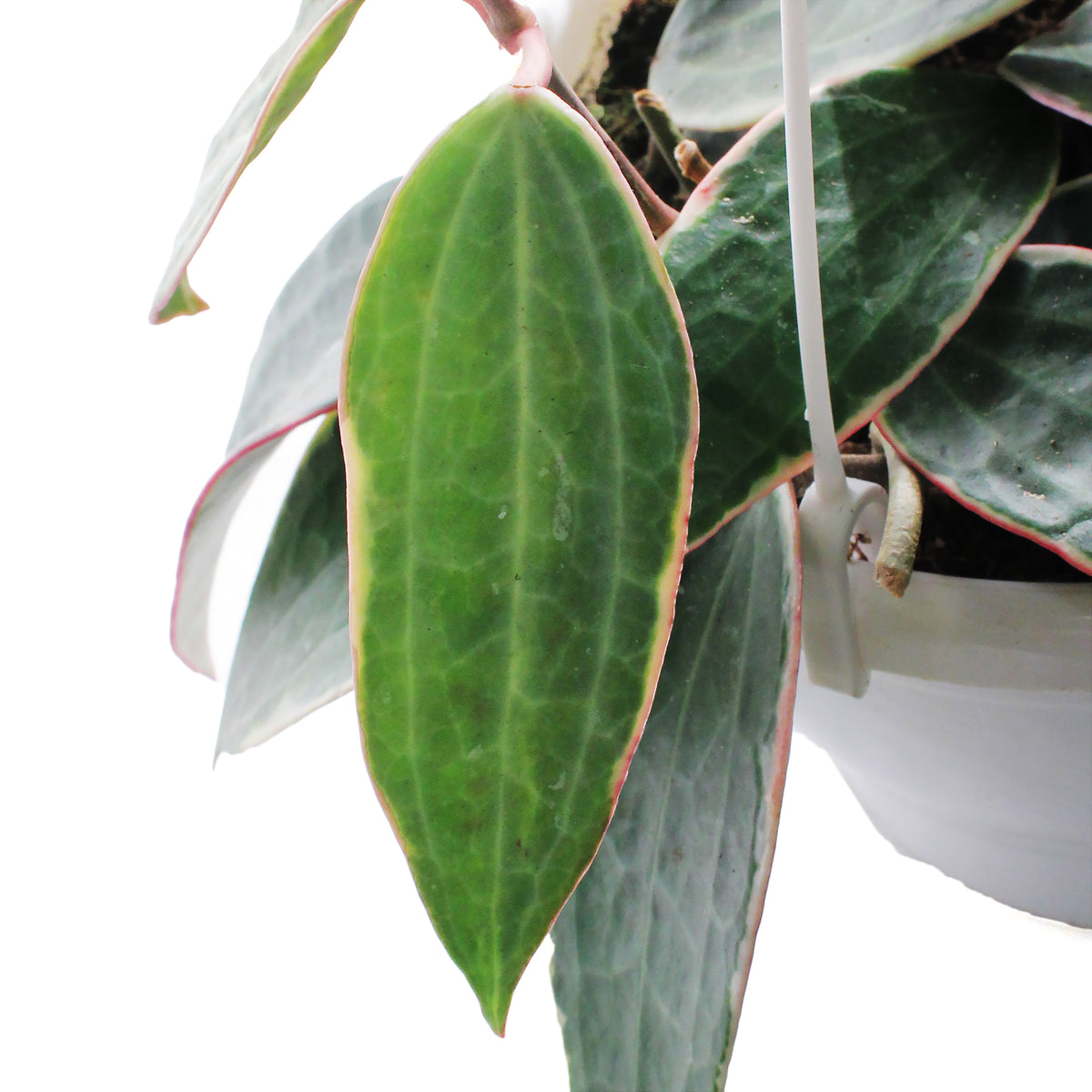 Hoya, 7in HB, Latifolia Outer Margin Variegated