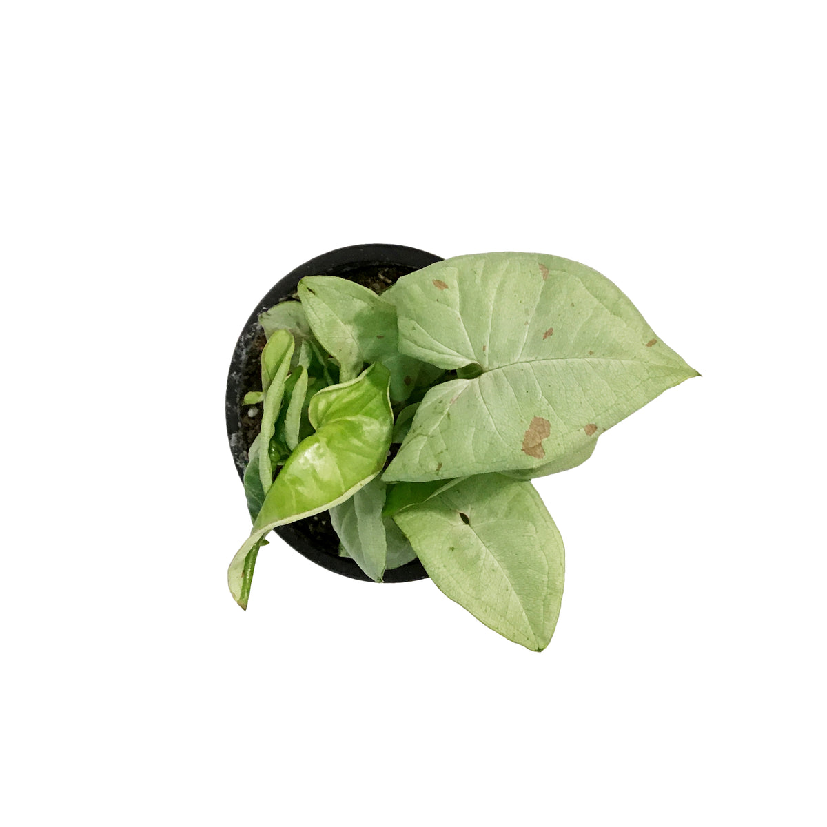 Syngonium, 3.5in, Dazzle Color