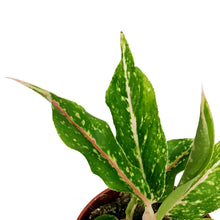 Load image into Gallery viewer, Aglaonema, 4in, Star Shining
