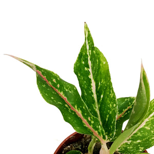 Aglaonema, 4in, Star Shining