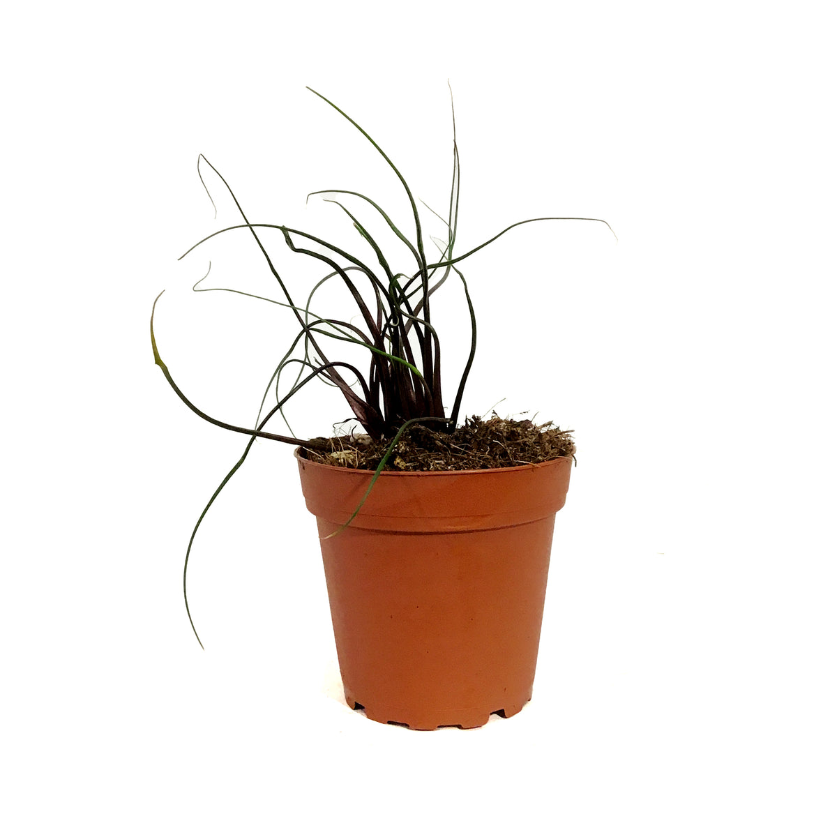 Alocasia, 4in, Flying Squid