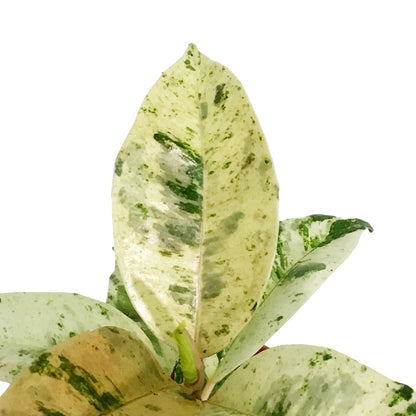 Ficus, 4in, Shivereana
