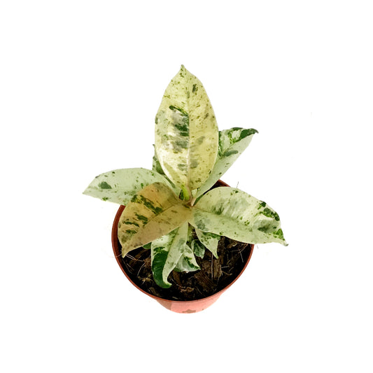 Ficus, 4in, Shivereana